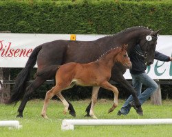 dressage horse Silvana (Westphalian, 2013, from Savoy)
