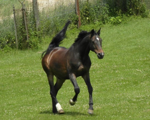 Pferd Cool Man 3 (Holsteiner, 1993, von Cambridge)