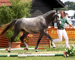 broodmare Cornetta 29 (Rhinelander, 2010, from Cornet Obolensky)