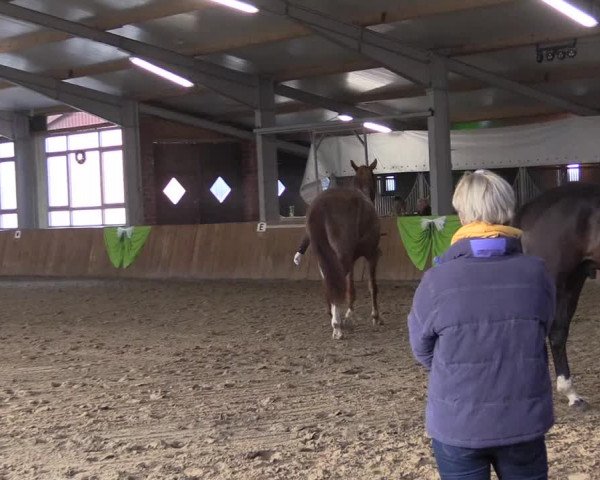 Reitturnier Dohren 2022
