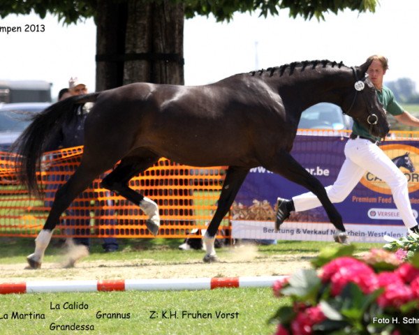 horse La Martina (Rhinelander, 2010, from La Calido)