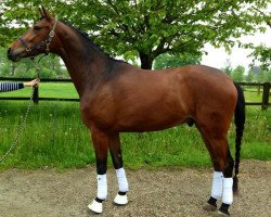 dressage horse Rendezvous 87 (KWPN (Royal Dutch Sporthorse), 2009, from Rock Forever NRW)