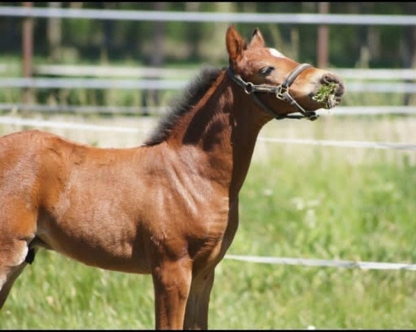 horse Cosmo's Soul ST (German Riding Pony, 2020, from Cosmo Callidus NRW)