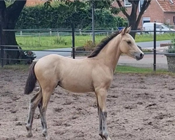 horse Geronimo ST (German Riding Pony, 2021, from Genesis BL)