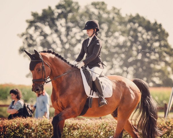 jumper Haminko (KWPN (Royal Dutch Sporthorse), 2012, from Numero Uno)