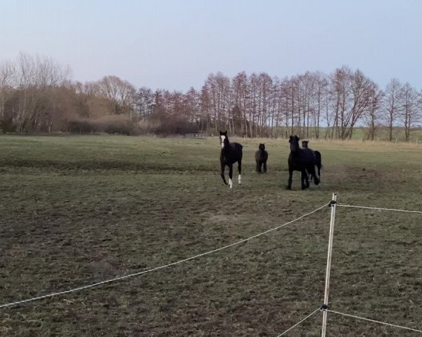 Video von Gustav B
