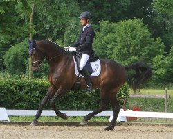 dressage horse Bravissimo le Bon (Westphalian, 2008, from Bravissimo)
