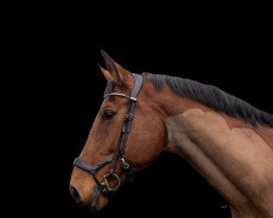 jumper Calimero (Oldenburg show jumper, 2009, from Contagio)