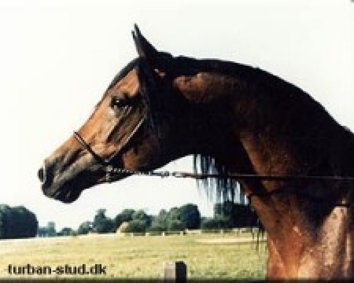 stallion Orion ox (Arabian purebred, 1984, from Aloes ox)