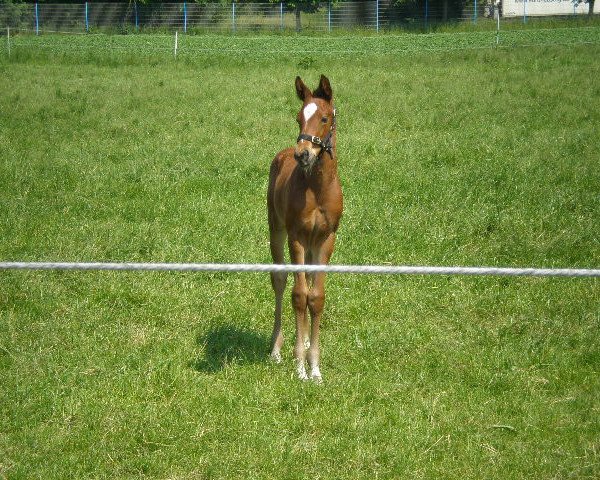 horse Sheamus (Westphalian, 2013, from Swiss Made)