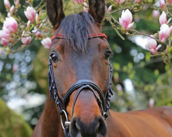 Springpferd Attache arc deville (Westfale, 2008, von Arpeggio)