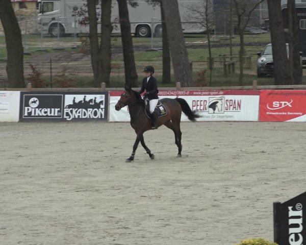 FEI Reitturnier Westergellersen (GER) 2022
