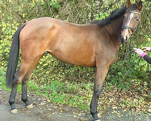 Springpferd Chanel la belle (Holsteiner, 2009, von Colman)