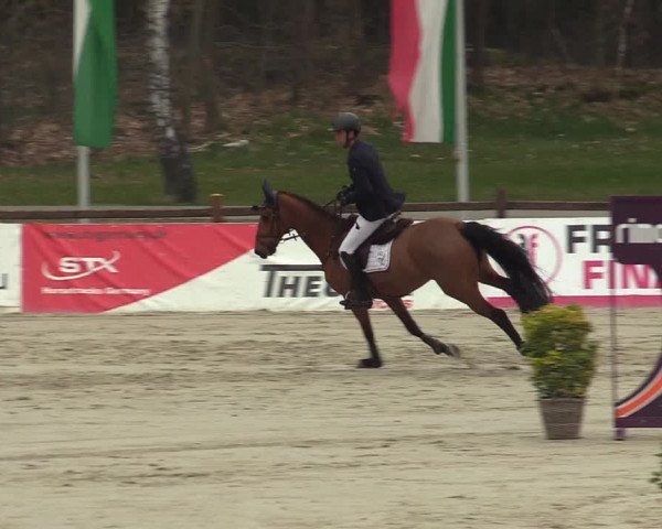 FEI Reitturnier Westergellersen (GER) 2022