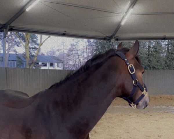 jumper Malibu 144 (German Riding Pony, 2015, from Maxim vom Borkenbrink)