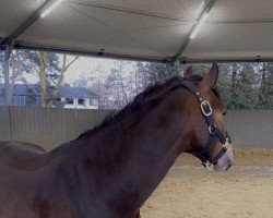 jumper Malibu 144 (German Riding Pony, 2015, from Maxim vom Borkenbrink)