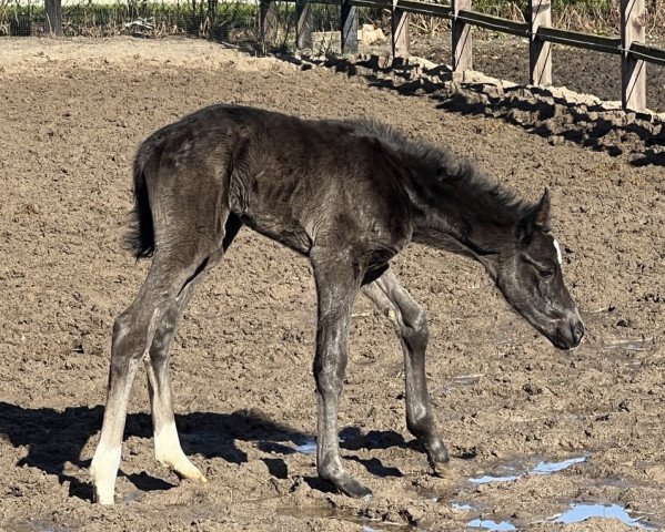horse Fides (Oldenburg, 2022, from Total Diamond PS)