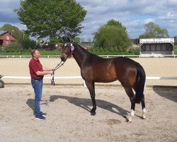 broodmare Kiara (Holsteiner, 2017, from van Gogh)