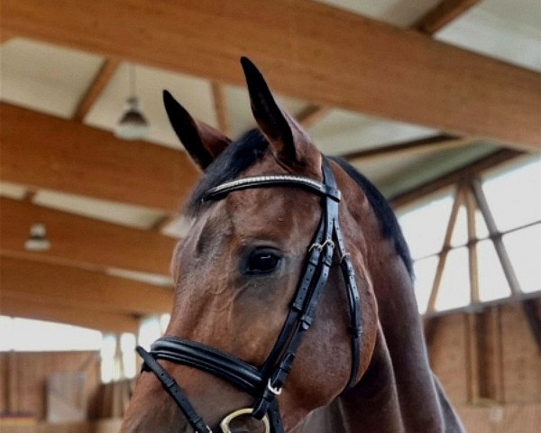 jumper Cornets Casall Sr (Holsteiner, 2017, from Cornet Obolensky)