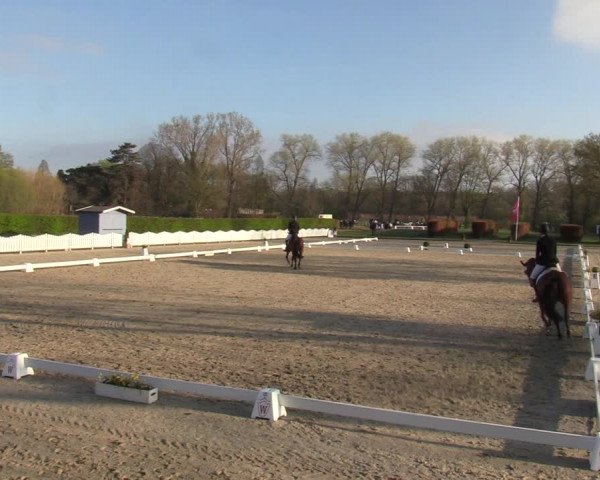 Reitturnier Münster-Handorf | Champs of Tomorrow 2022