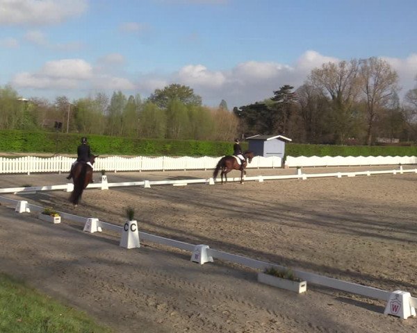 Reitturnier Münster-Handorf | Champs of Tomorrow 2022