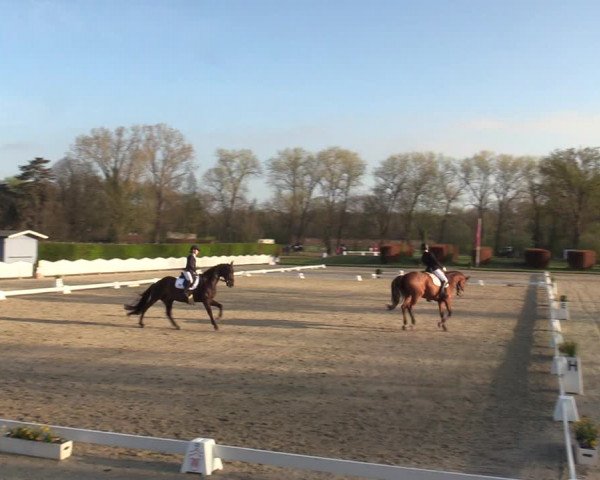 Reitturnier Münster-Handorf | Champs of Tomorrow 2022