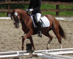 broodmare Darling (German Riding Pony, 1999, from FS Don't Worry)