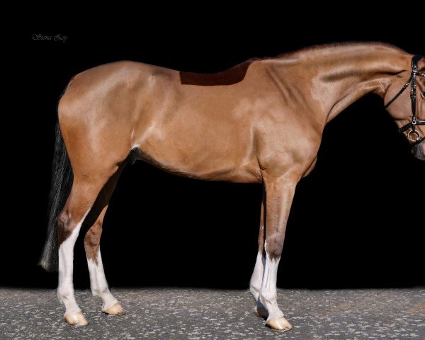 jumper Quentin M (Hanoverian, 2017, from Qualito)