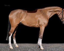 jumper Quentin M (Hanoverian, 2017, from Qualito)
