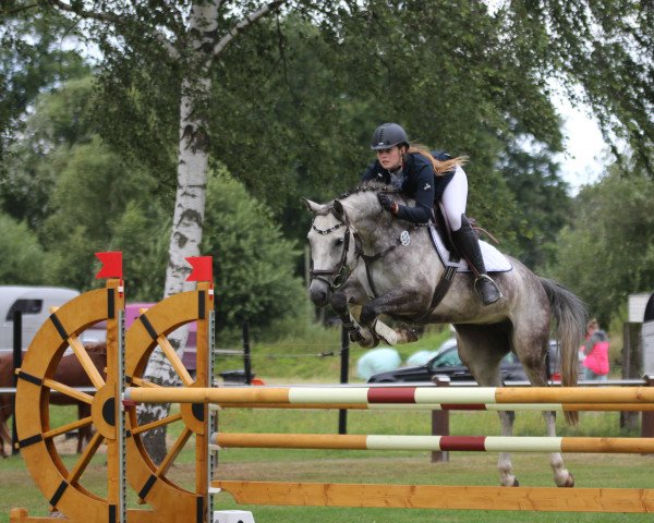 jumper Mirabella L (Oldenburg show jumper, 2015, from Elliot van Ter Hulst)
