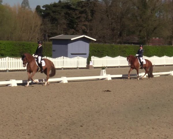 Reitturnier Münster-Handorf | Champs of Tomorrow 2022
