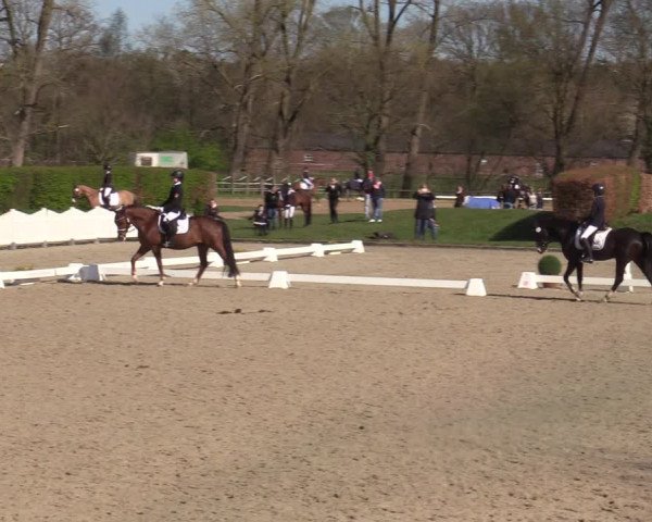 Reitturnier Münster-Handorf | Champs of Tomorrow 2022