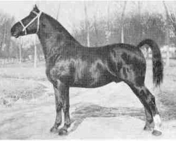 Deckhengst Reveil AN (Anglo-Normanne, 1926, von Vidi AN)