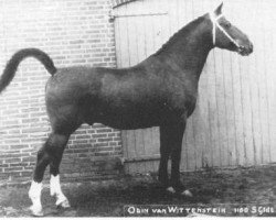 Deckhengst Odin van Wittenstein (Gelderländer, 1950, von L'Invasion AN)