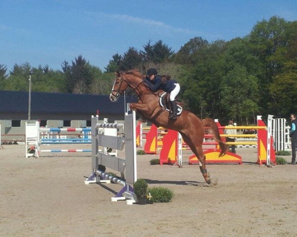 jumper Wodka (KWPN (Royal Dutch Sporthorse), 2003, from Kojak)