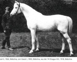 stallion Gazal II (Shagya Arabian, 1922, from Gazal I)