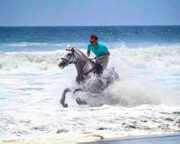 horse Cigale de la Vie (Zangersheide riding horse, 2010, from Clinton)