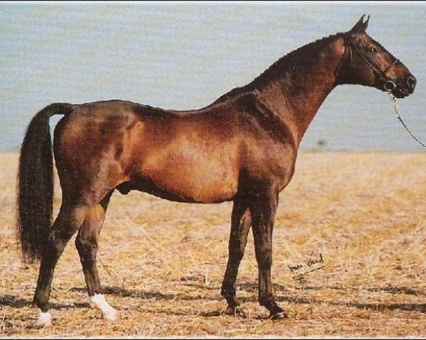 stallion Jaguar (Swedish Warmblood, 1973, from Emir)