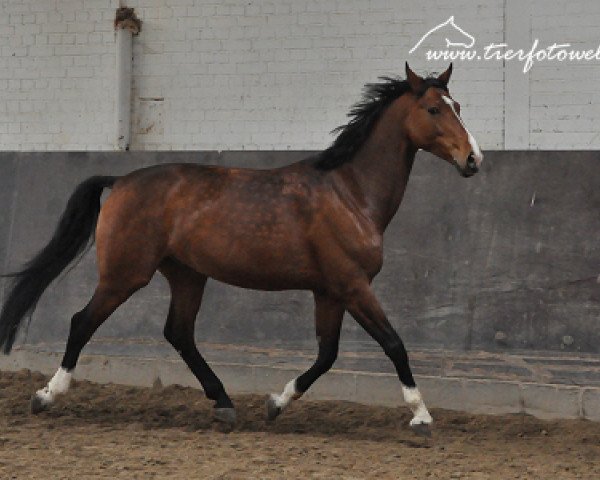 horse Pallando 2 (Czech Warmblood, 2007, from Porter)