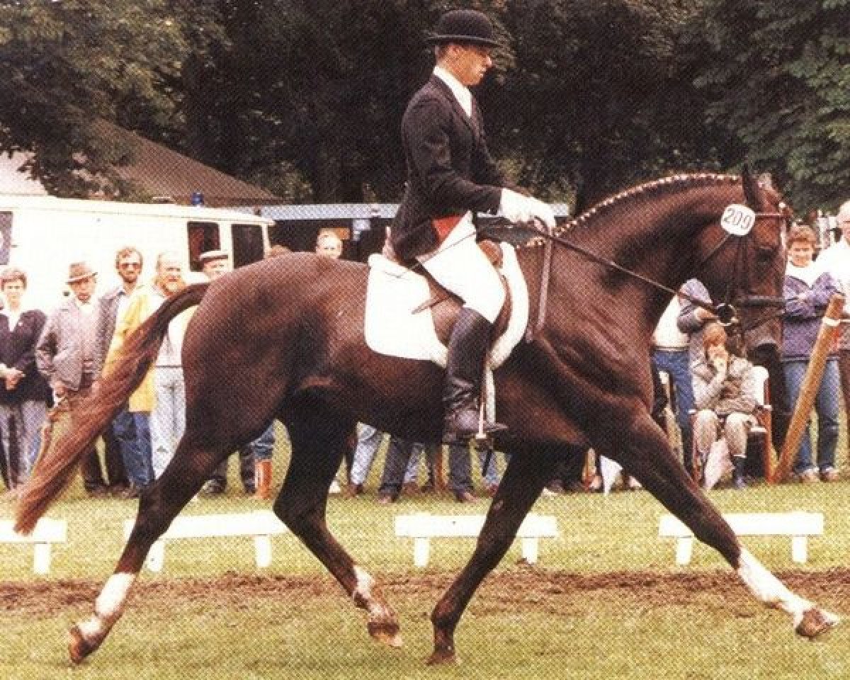 Étalon reproducteur Feinblick (Oldenbourg, 1984, de Feingau)