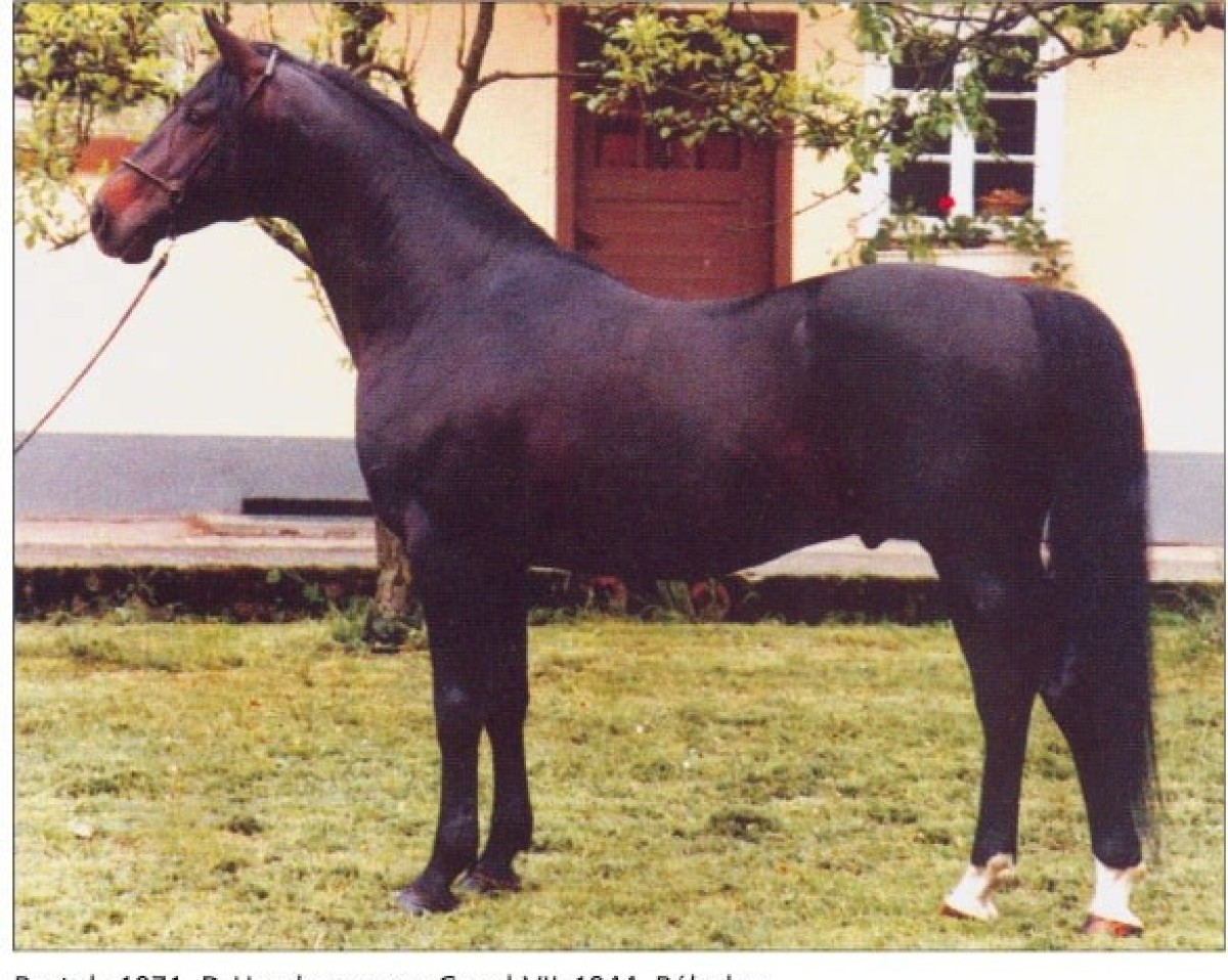 stallion Bartok ShA (Shagya Arabian, 1971, from Gazal VII ShA)