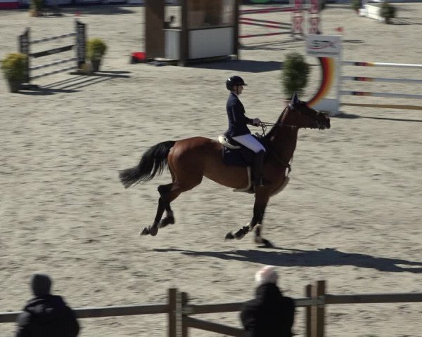 FEI Reitturnier Westergellersen (GER) 2022