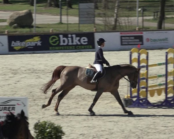 FEI Reitturnier Westergellersen (GER) 2022