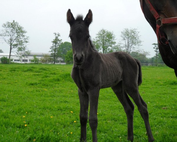 Pferd Sunshine Lady (Westfale, 2013, von Strahlemann)
