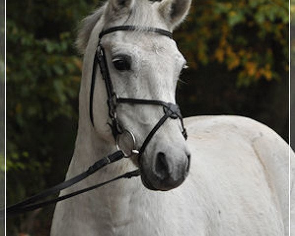 horse Leonardo 780 (German Riding Pony, 1996)