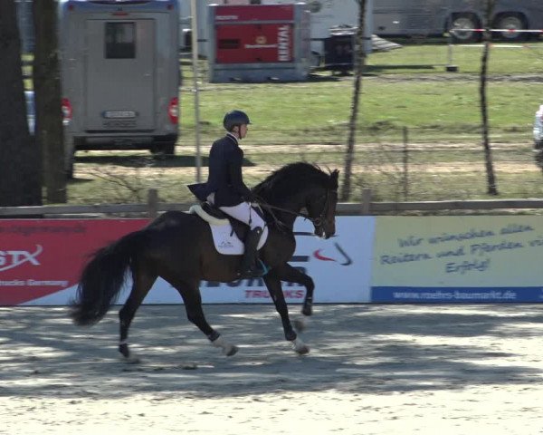 FEI Reitturnier Westergellersen (GER) 2022