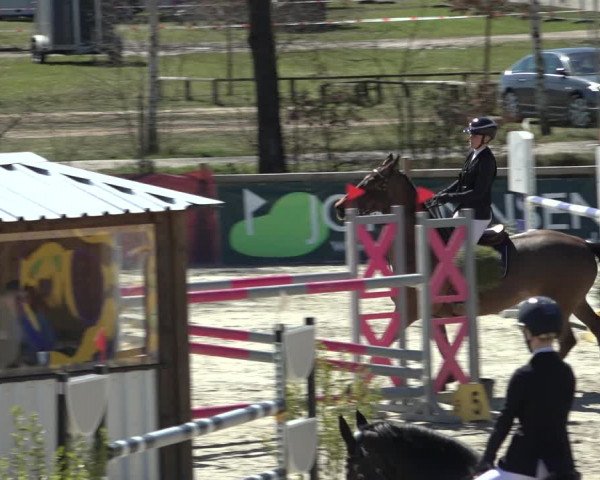 FEI Reitturnier Westergellersen (GER) 2022