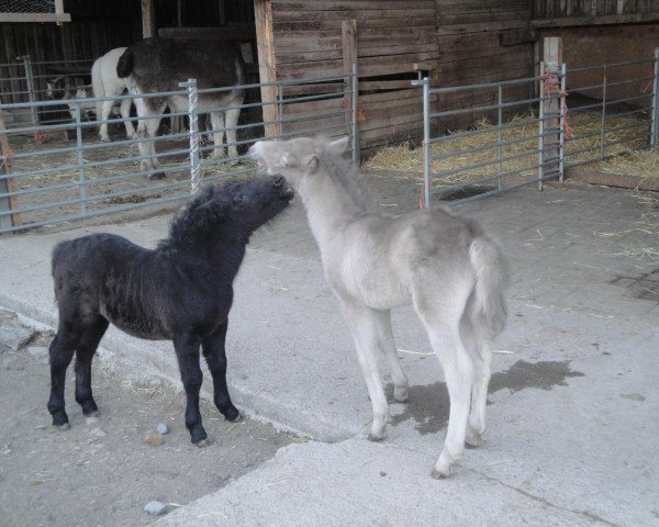 horse Buschenbachs Old Amsterdam (German Classic Pony, 2013, from Old Shatterhand)