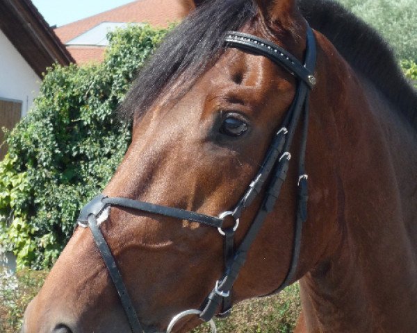 dressage horse Lupino 14 (Bavarian, 2002, from Lanciano)