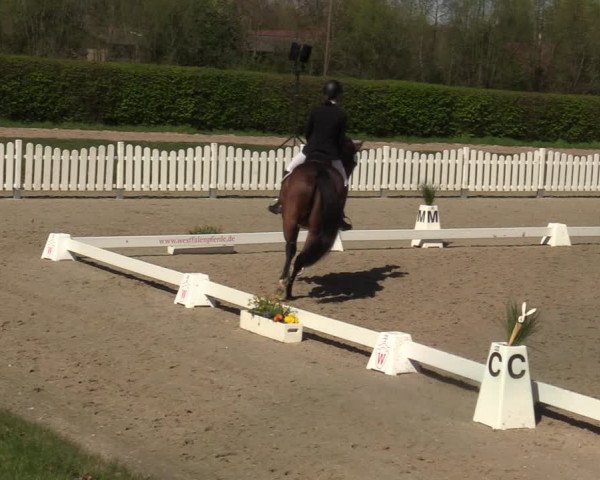 Reitturnier Münster-Handorf | Champs of Tomorrow 2022